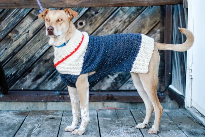A dog wearing a crochet dog coat for all sizes.
